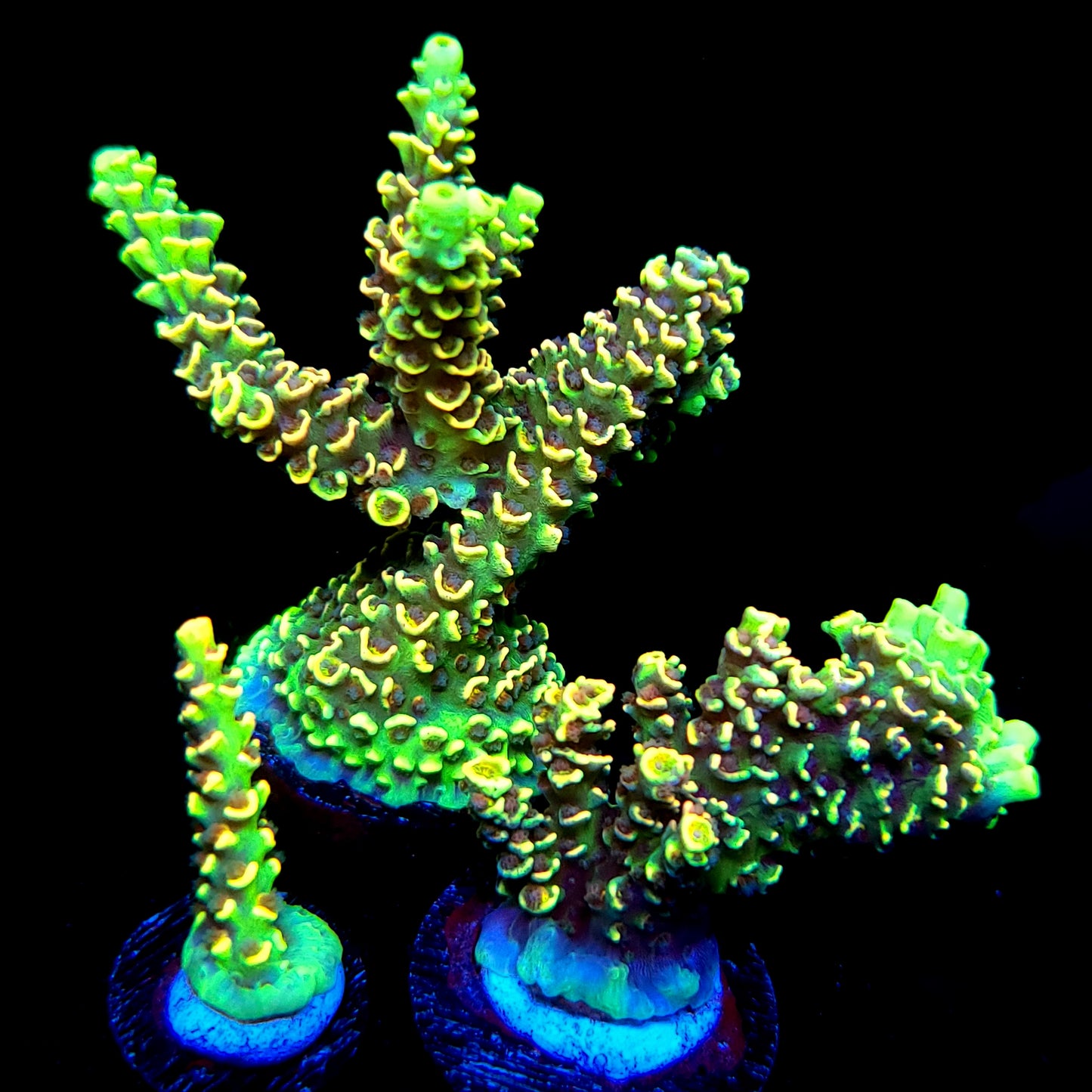 BKChem Froot Loops
