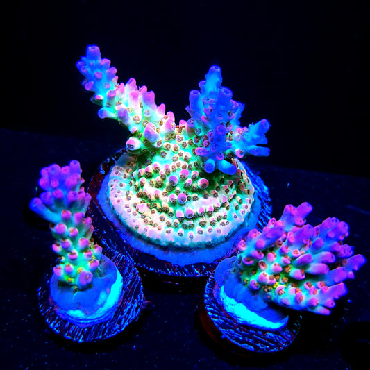 Graham's Aquaculture Rainbow Blossom