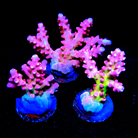 Graham's Aquaculture Arcoiris