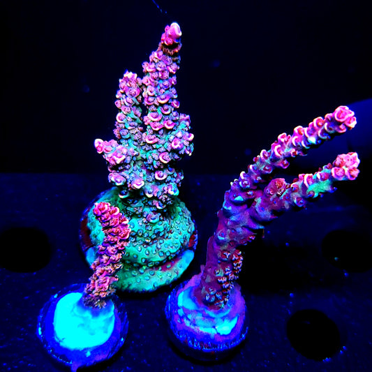 Graham's Aquaculture Hyperion Mille