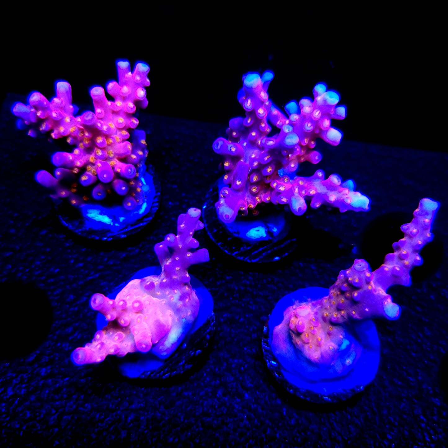 Graham's Aquaculture Spliced Nerds