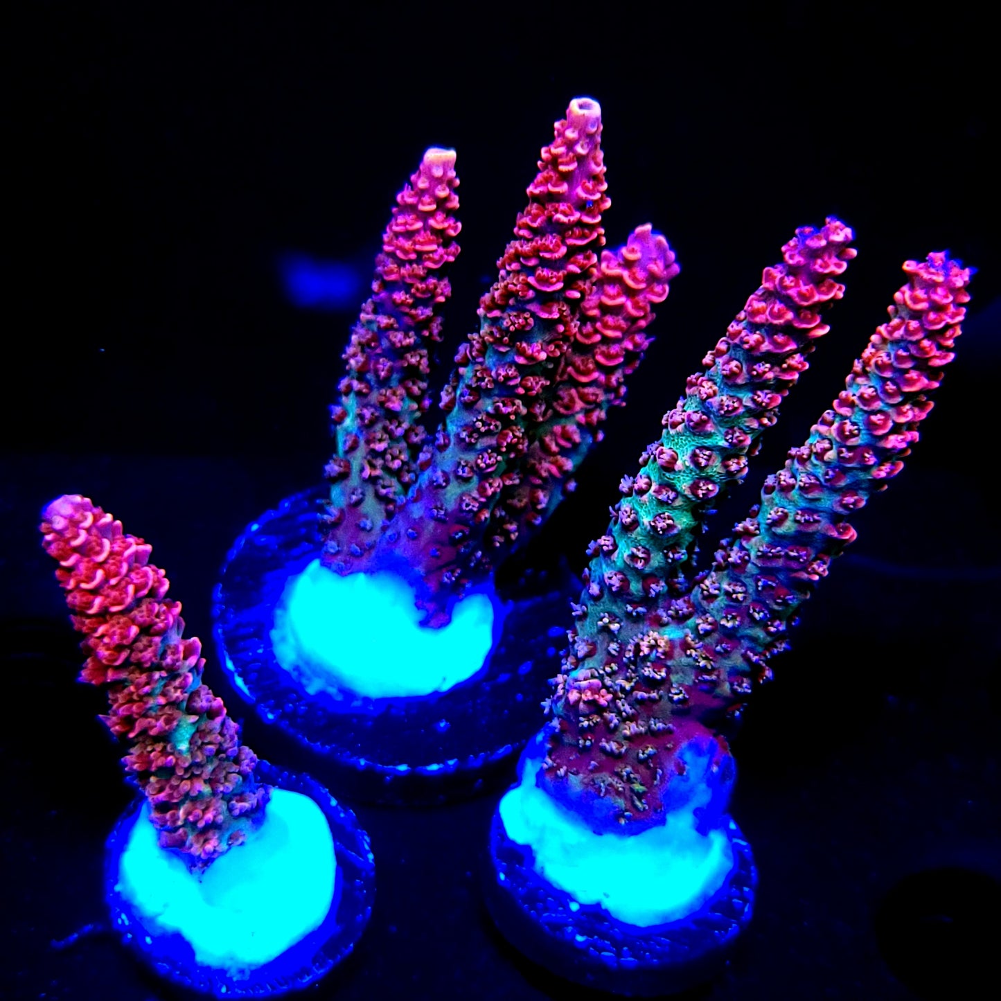 Graham's Aquaculture Hyperion Mille