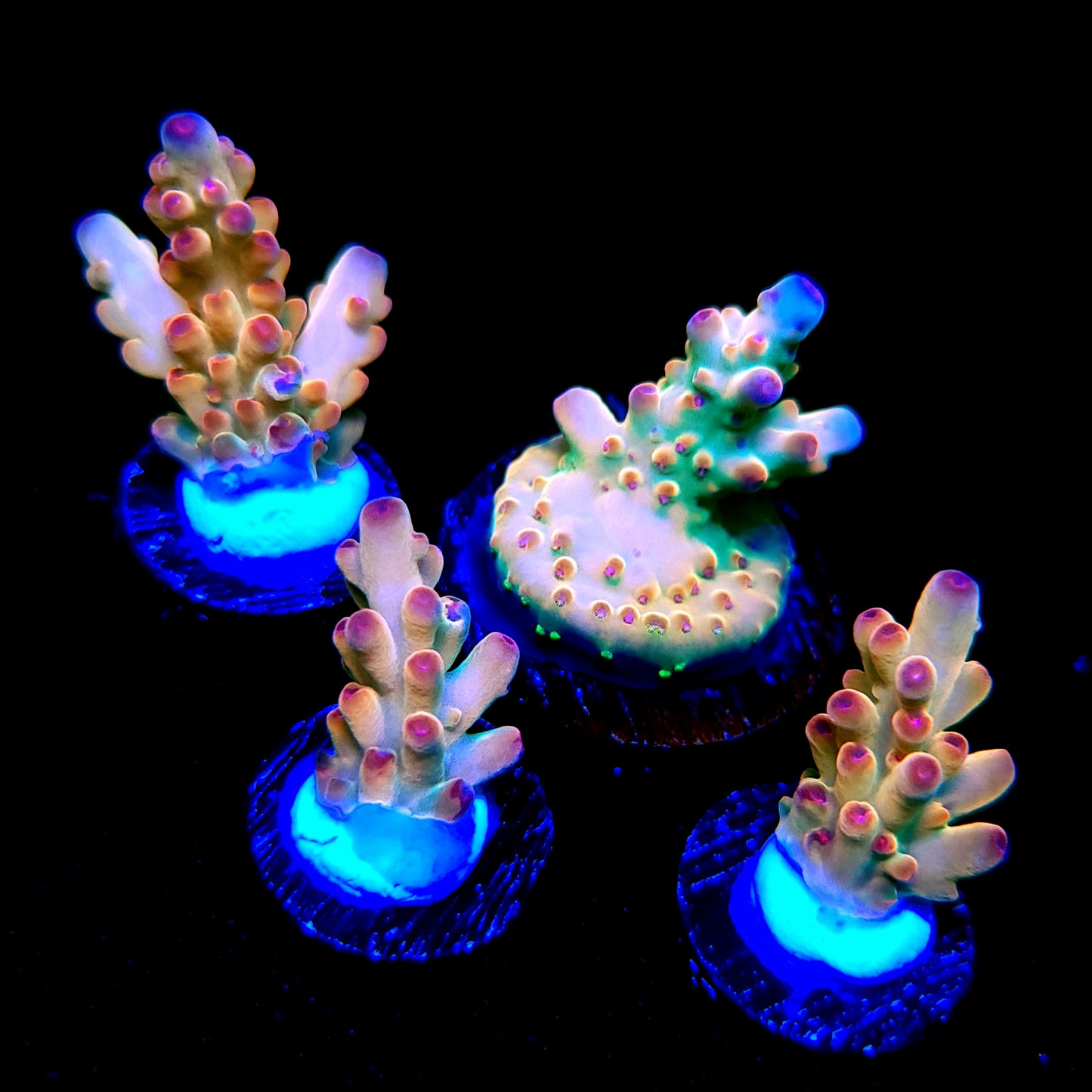 TUSI's Rainbow Granulosa
