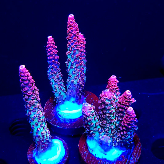 Graham's Aquaculture Hyperion Mille