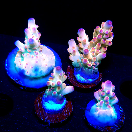TUSI's Rainbow Granulosa