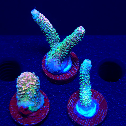 Graham's Aquaculture Lovely Jubbly So Damn Bubbly Mille