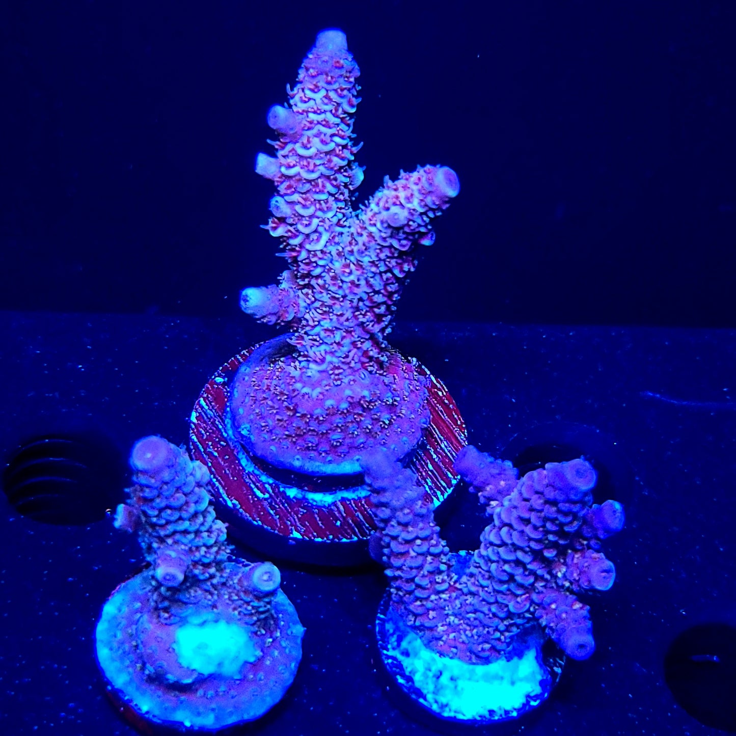 Raising Reefs Blue Flame