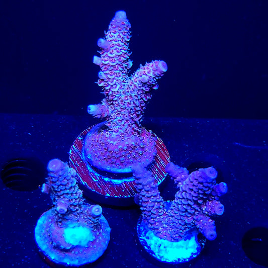 Raising Reefs Blue Flame