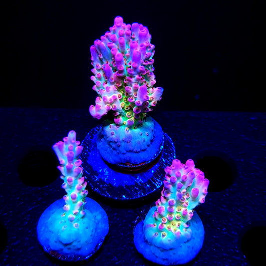 Graham's Aquaculture Rainbow Blossom