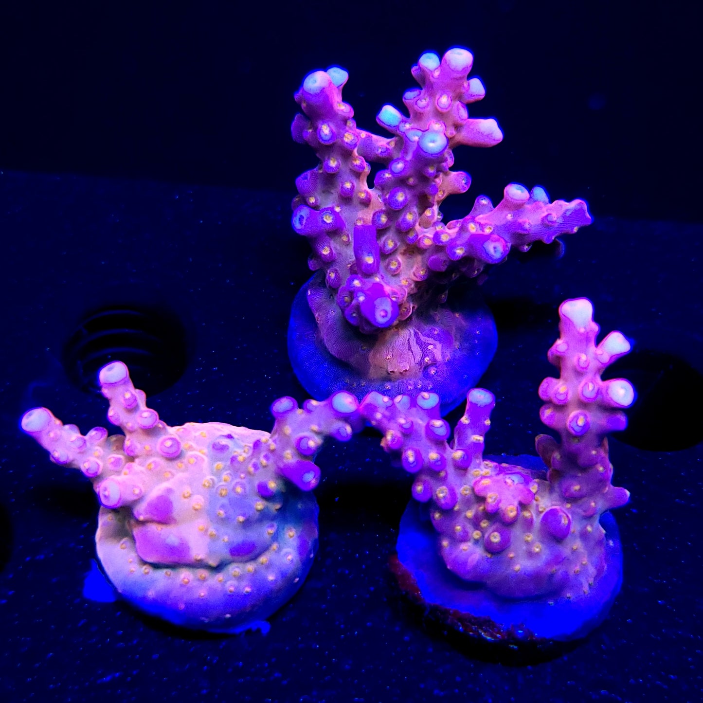 Graham's Aquaculture Spliced Nerds