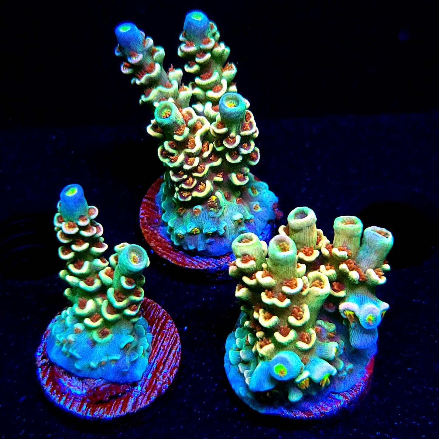 POTO Nick Fury