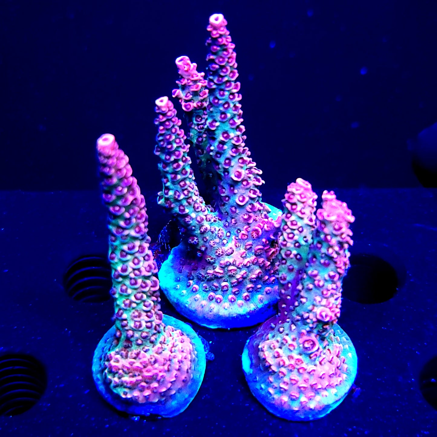 Graham's Aquaculture Hyperion Mille