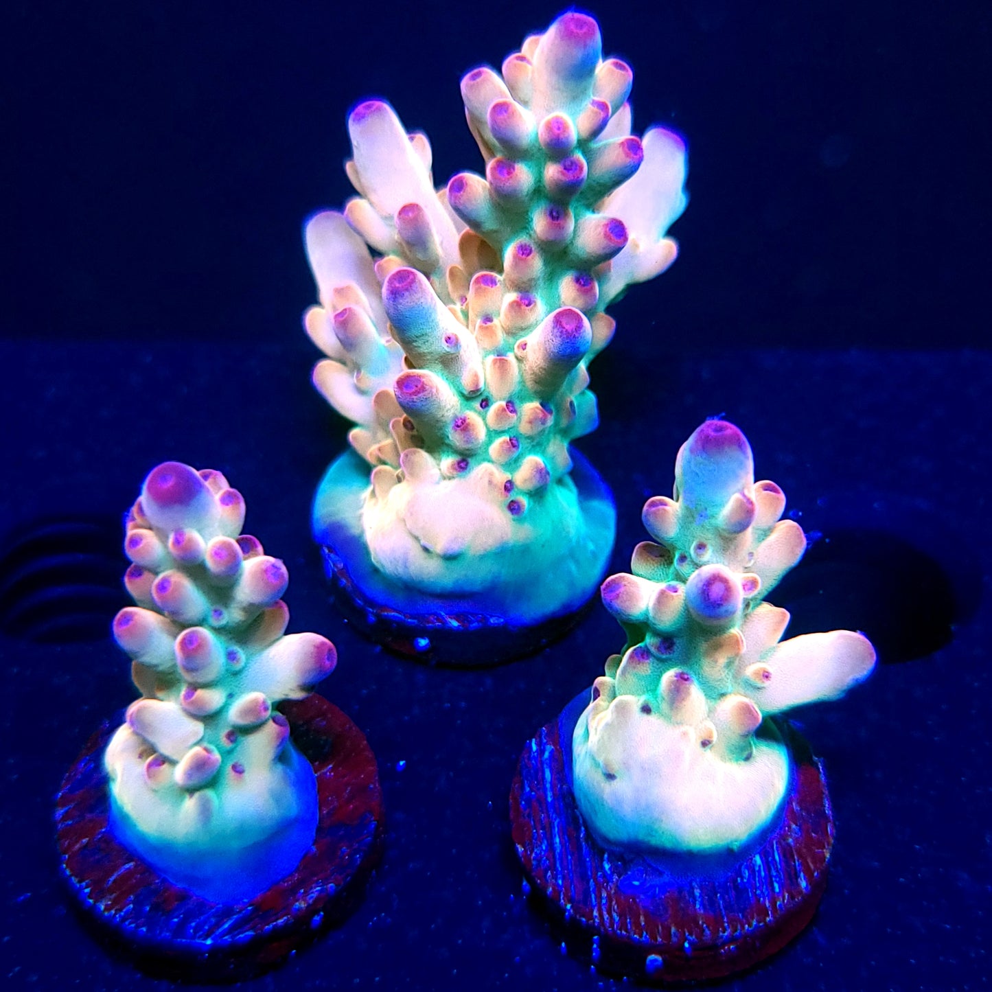 TUSI's Rainbow Granulosa