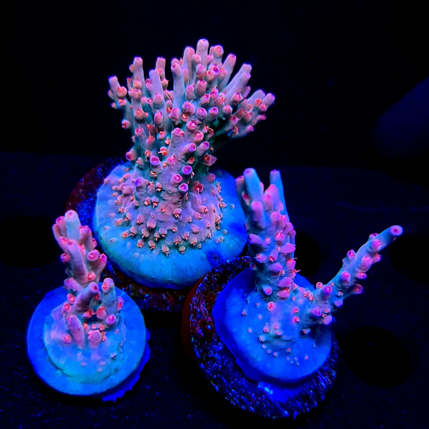 Graham's Aquaculture Diamonds & Sauce