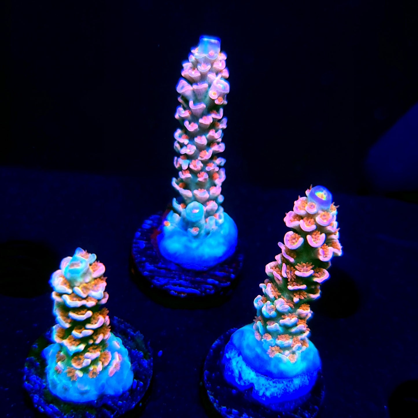 TSA Bubbleyum
