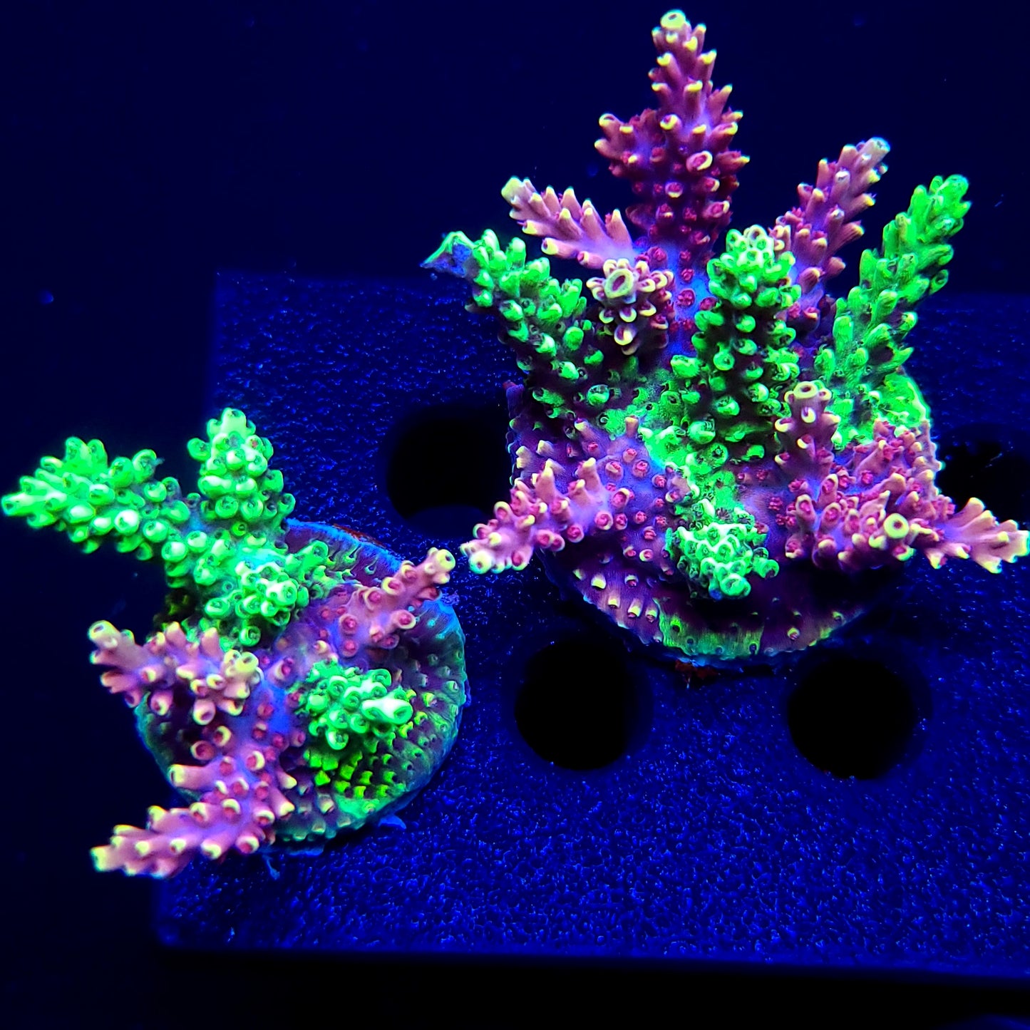 Graham's Aquaculture Grafted Zeus