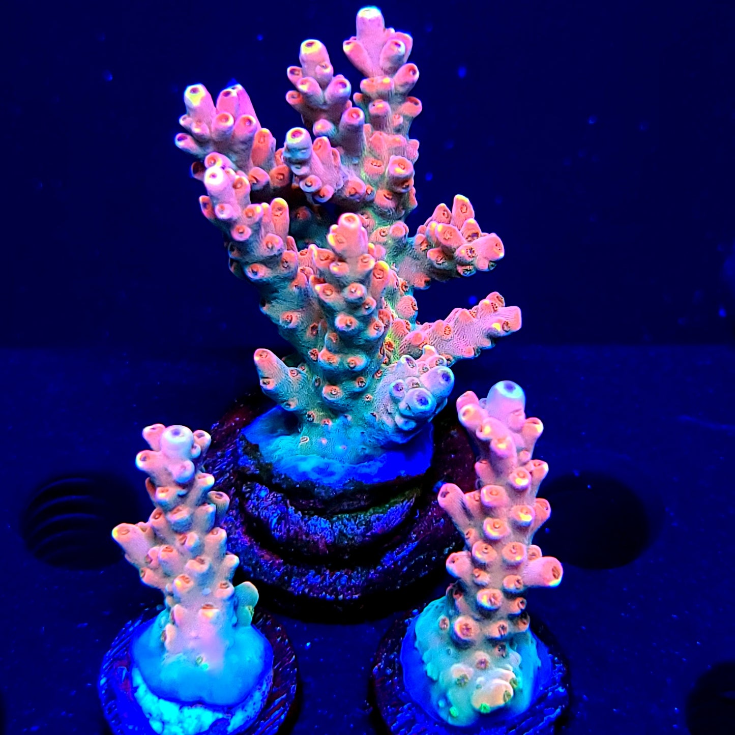 RRC CJ's Pinky