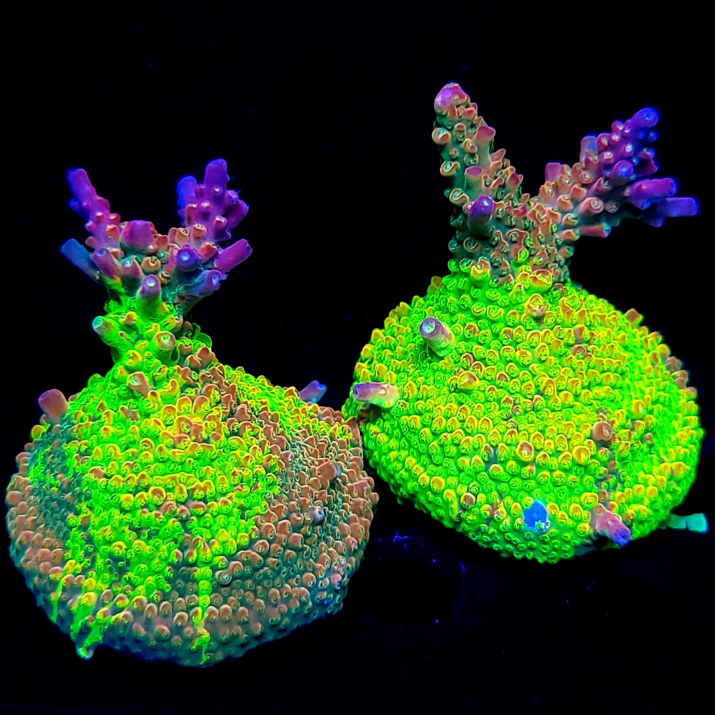 Graham's Aquaculture OG Grafted Acro