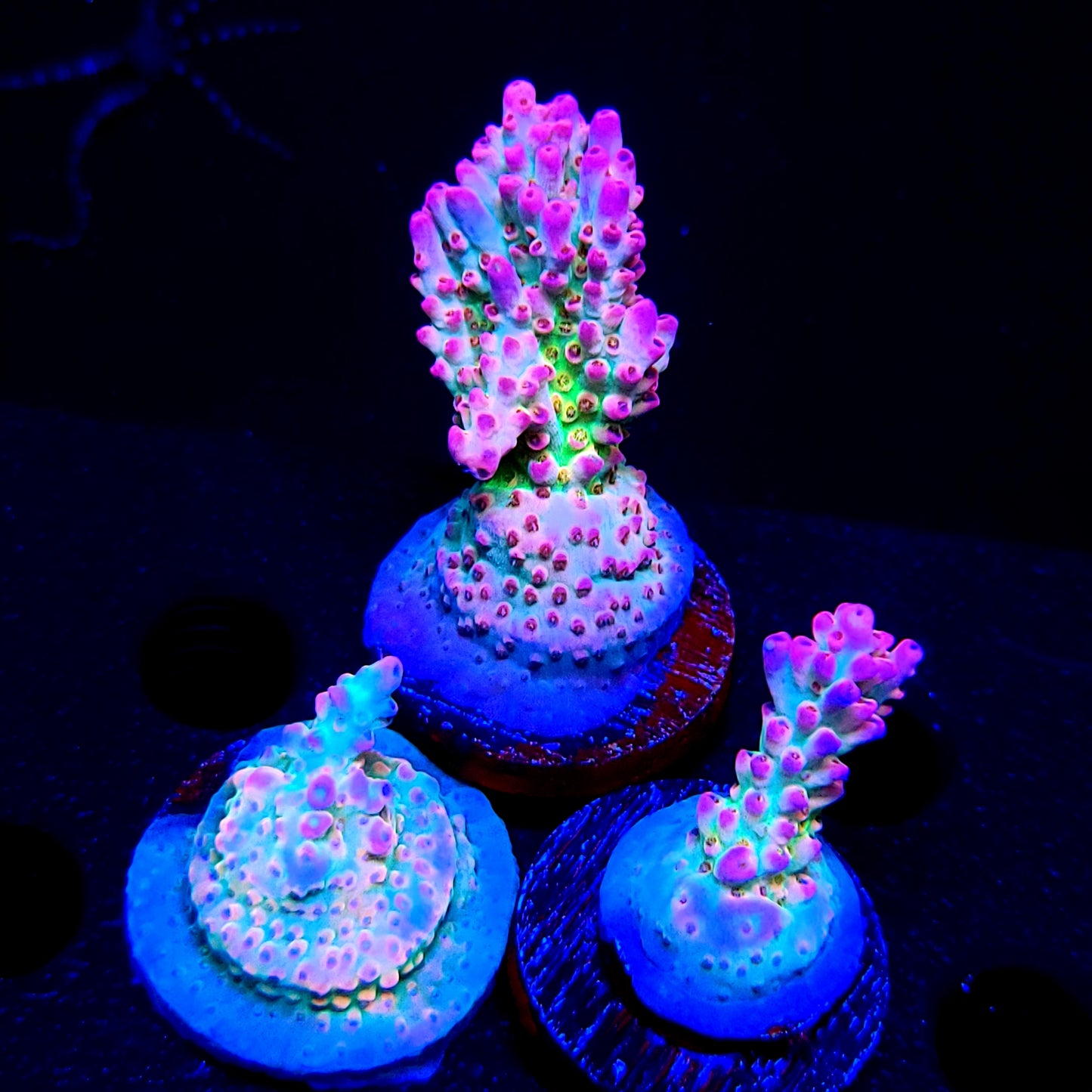 Graham's Aquaculture Rainbow Blossom