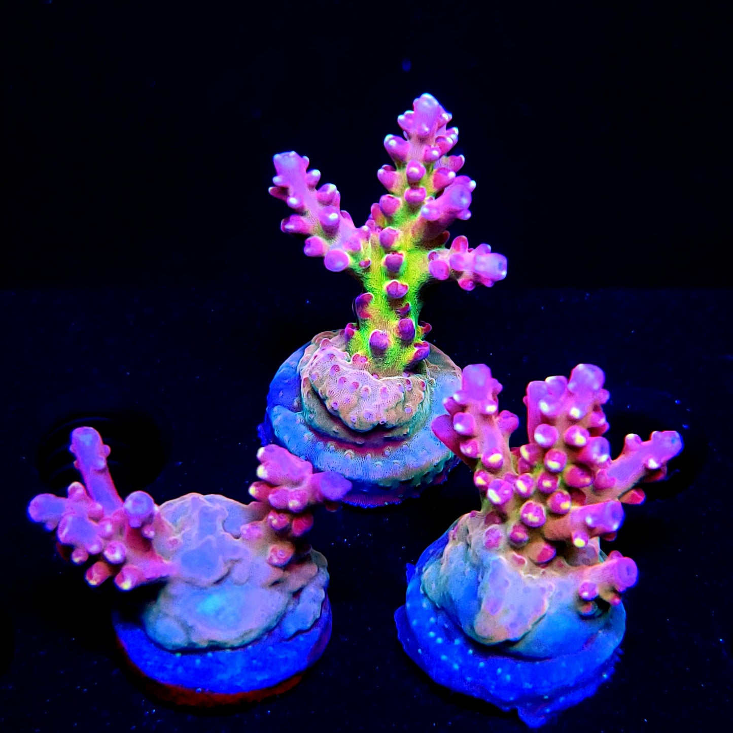 Graham's Aquaculture Arcoiris