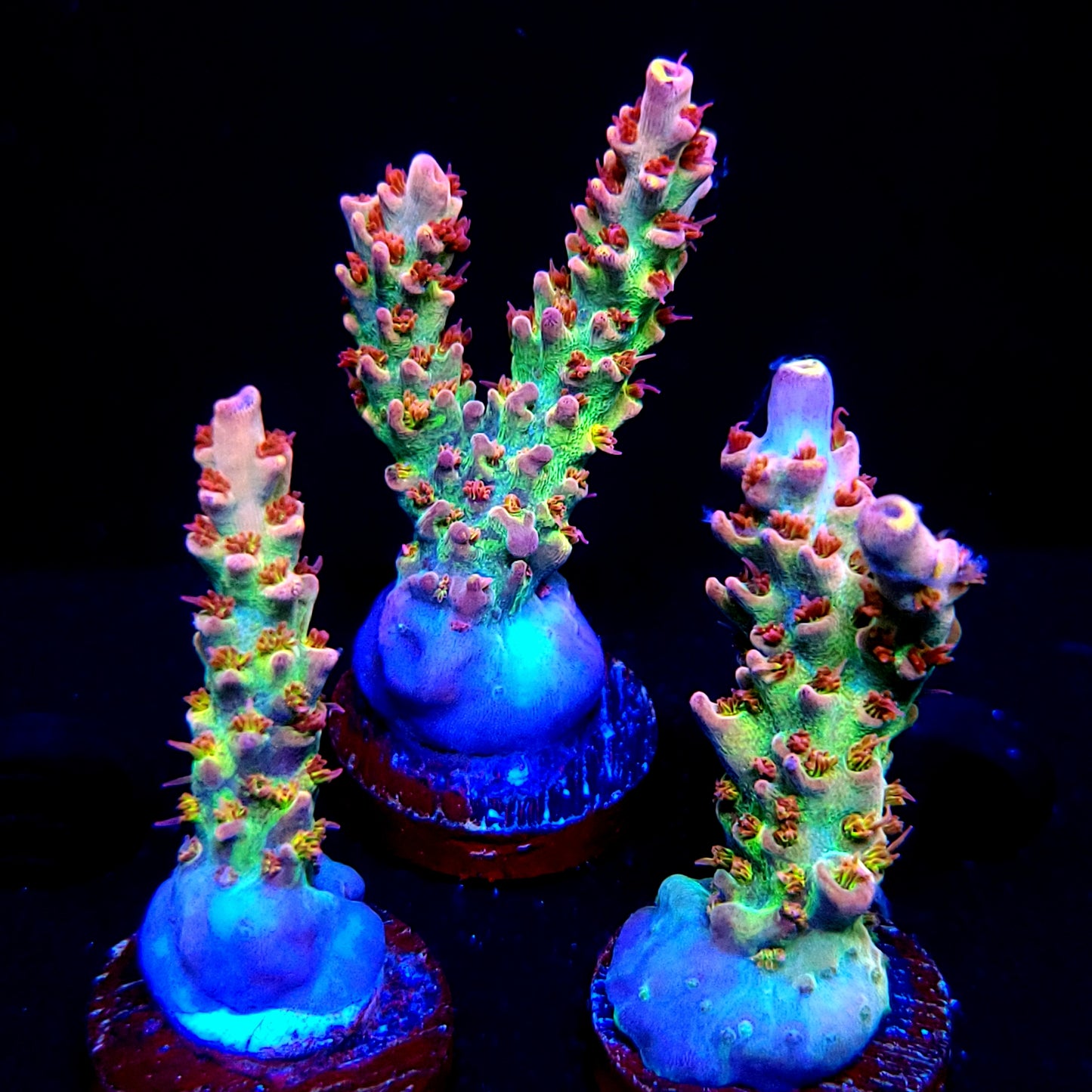 CC Fuzzy Rainbow