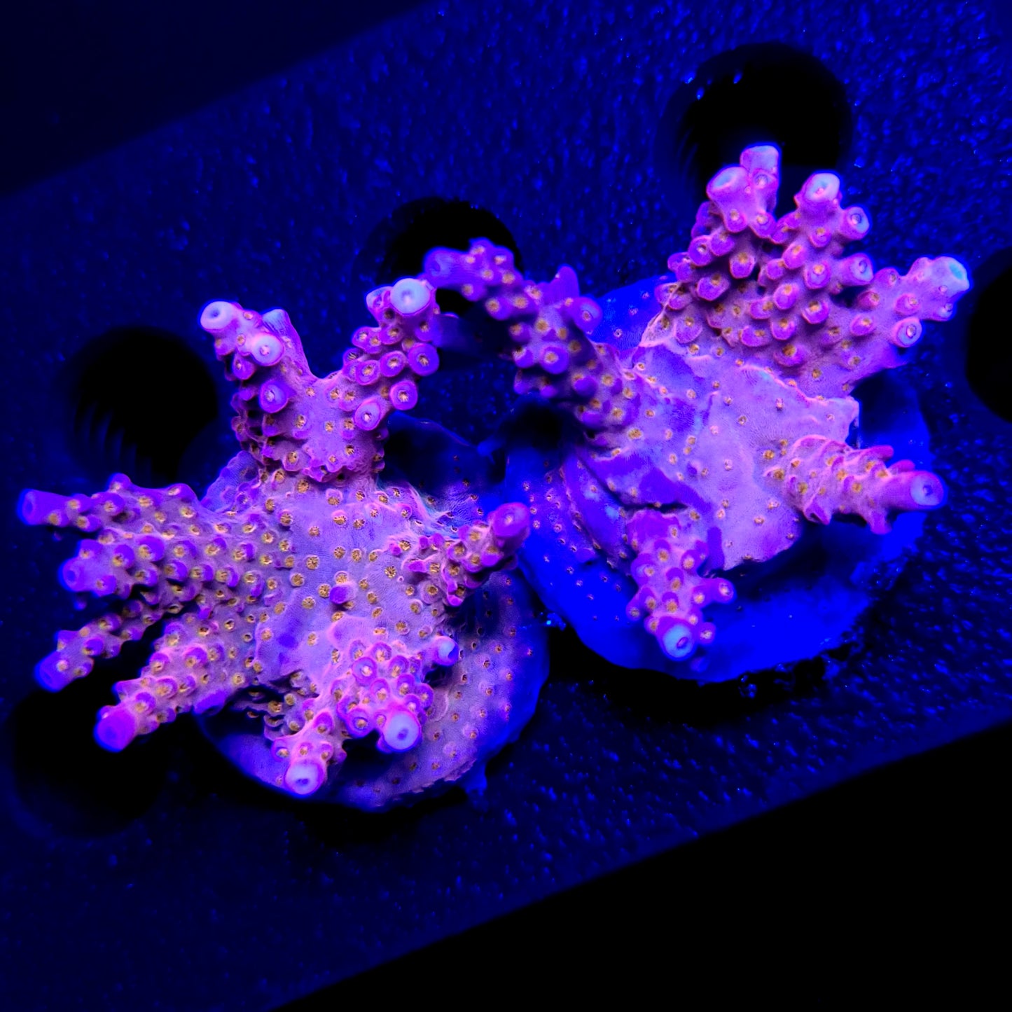 Graham's Aquaculture Spliced Nerds