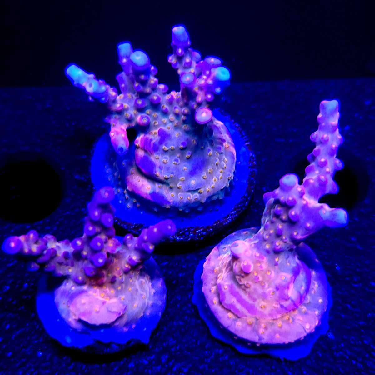 Graham's Aquaculture Spliced Nerds