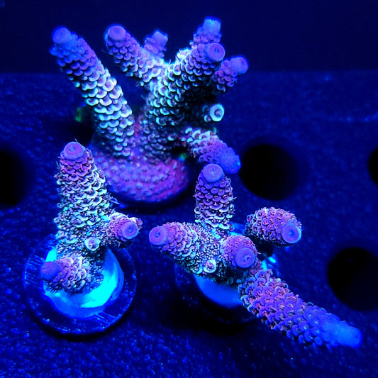 Raising Reefs Blue Flame