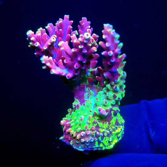 Graham's Aquaculture Grafted Zeus