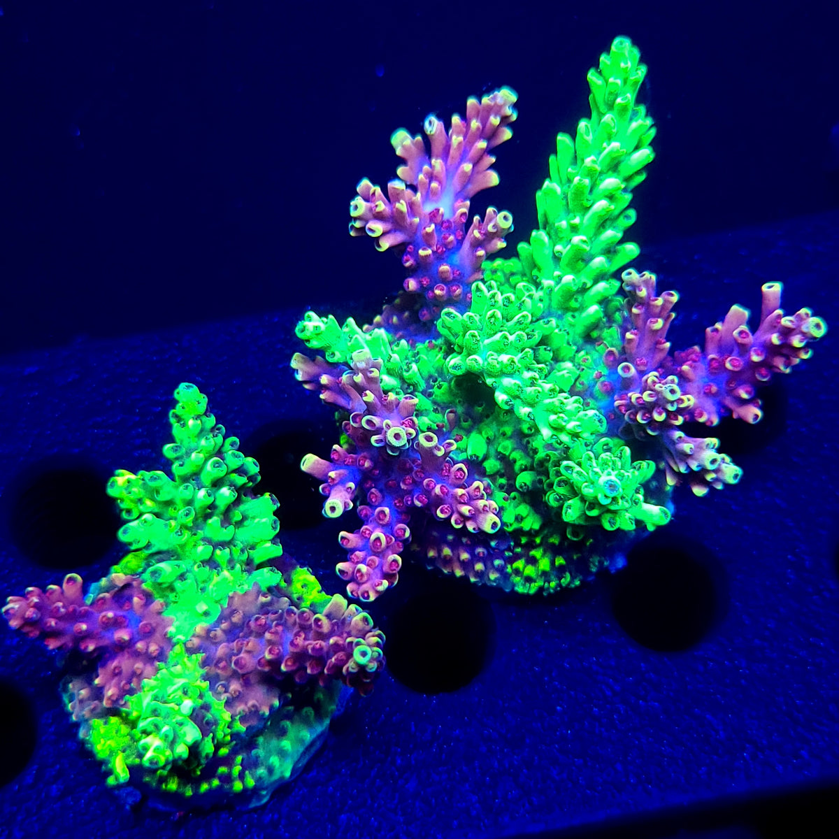 Graham's Aquaculture Grafted Zeus