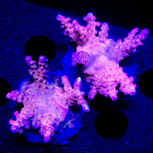 Graham's Aquaculture Spliced Nerds