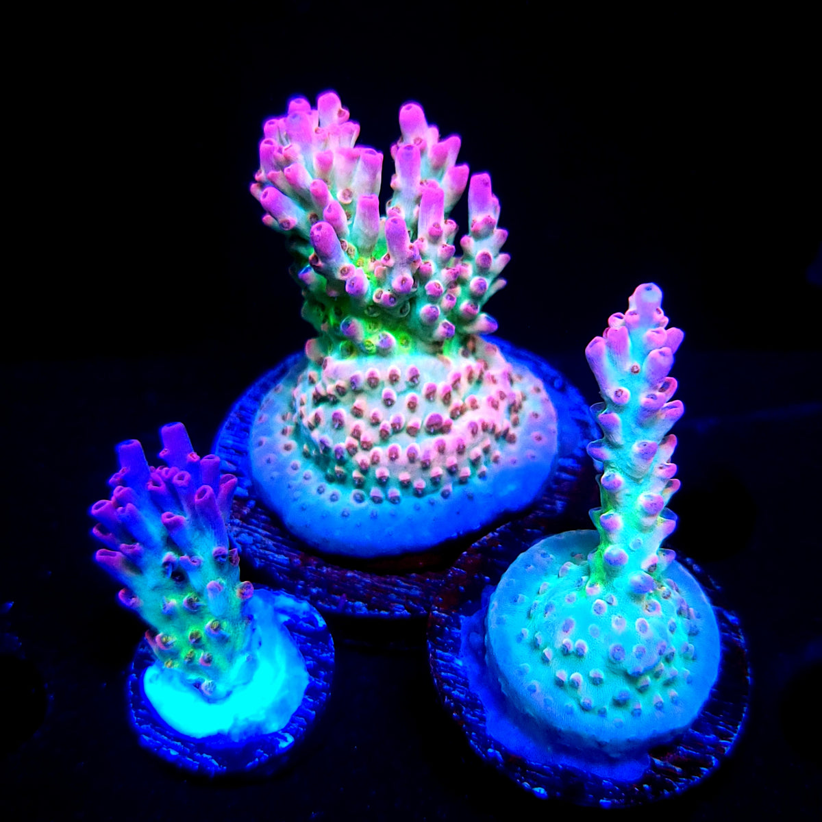 Graham's Aquaculture Rainbow Blossom