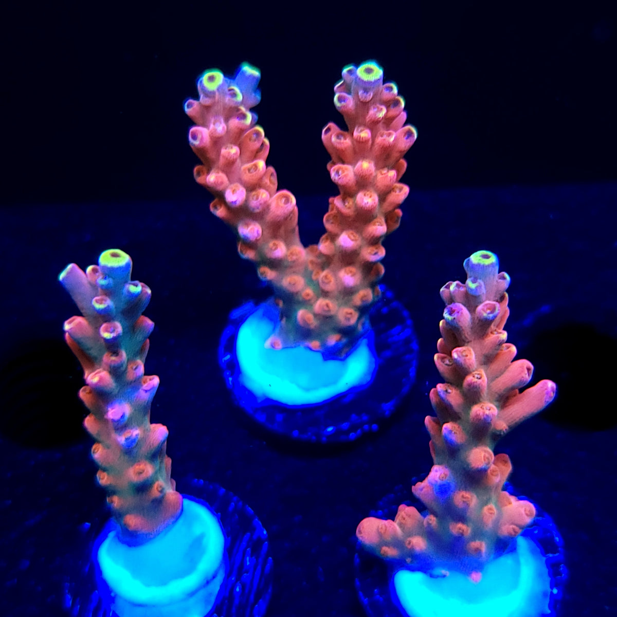 Graham's Aquaculture Orion