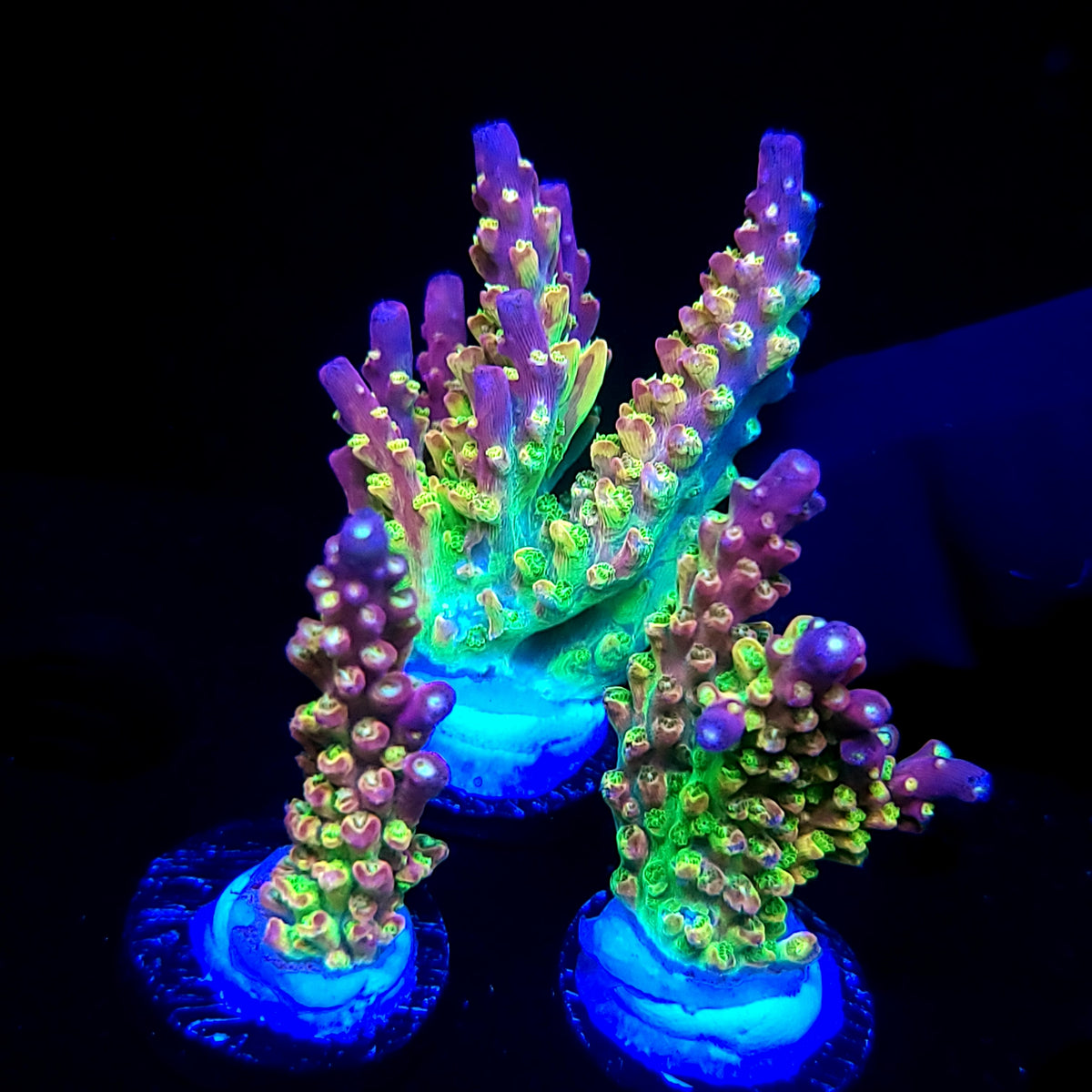 Graham's Aquaculture OG Grafted Acro
