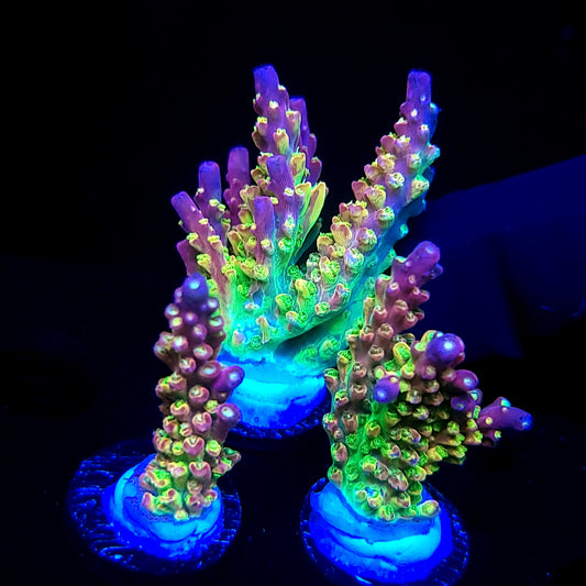 Graham's Aquaculture OG Grafted Acro