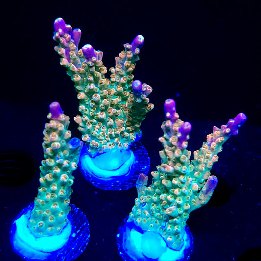 BC Bubblebath Unicorn
