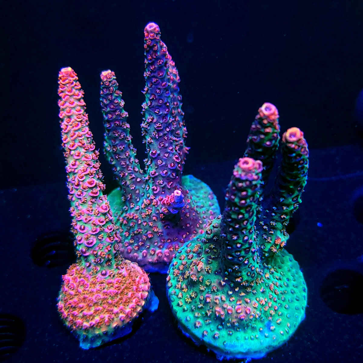 Graham's Aquaculture Hyperion Mille