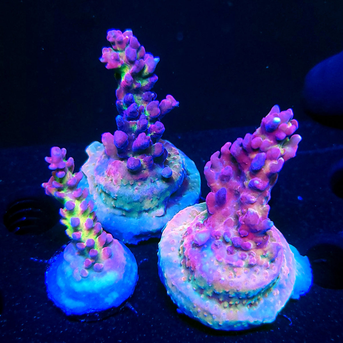 Graham's Aquaculture Arcoiris