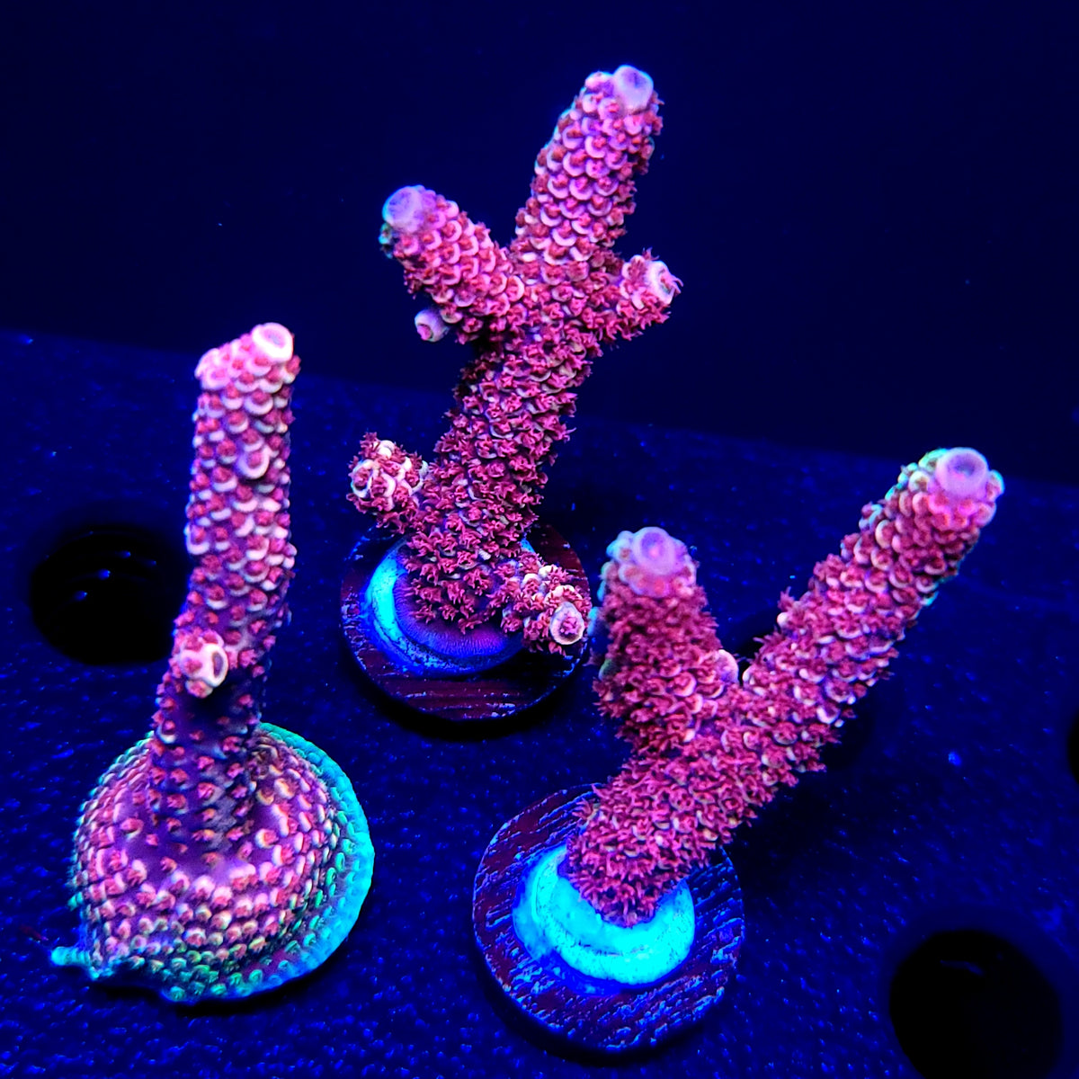 Graham's Aquaculture Eternal Spath