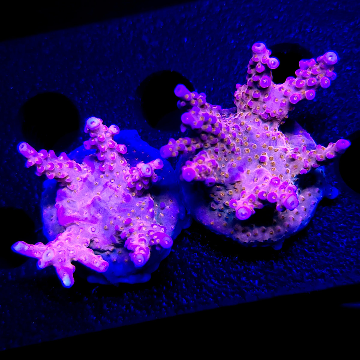 Graham's Aquaculture Spliced Nerds