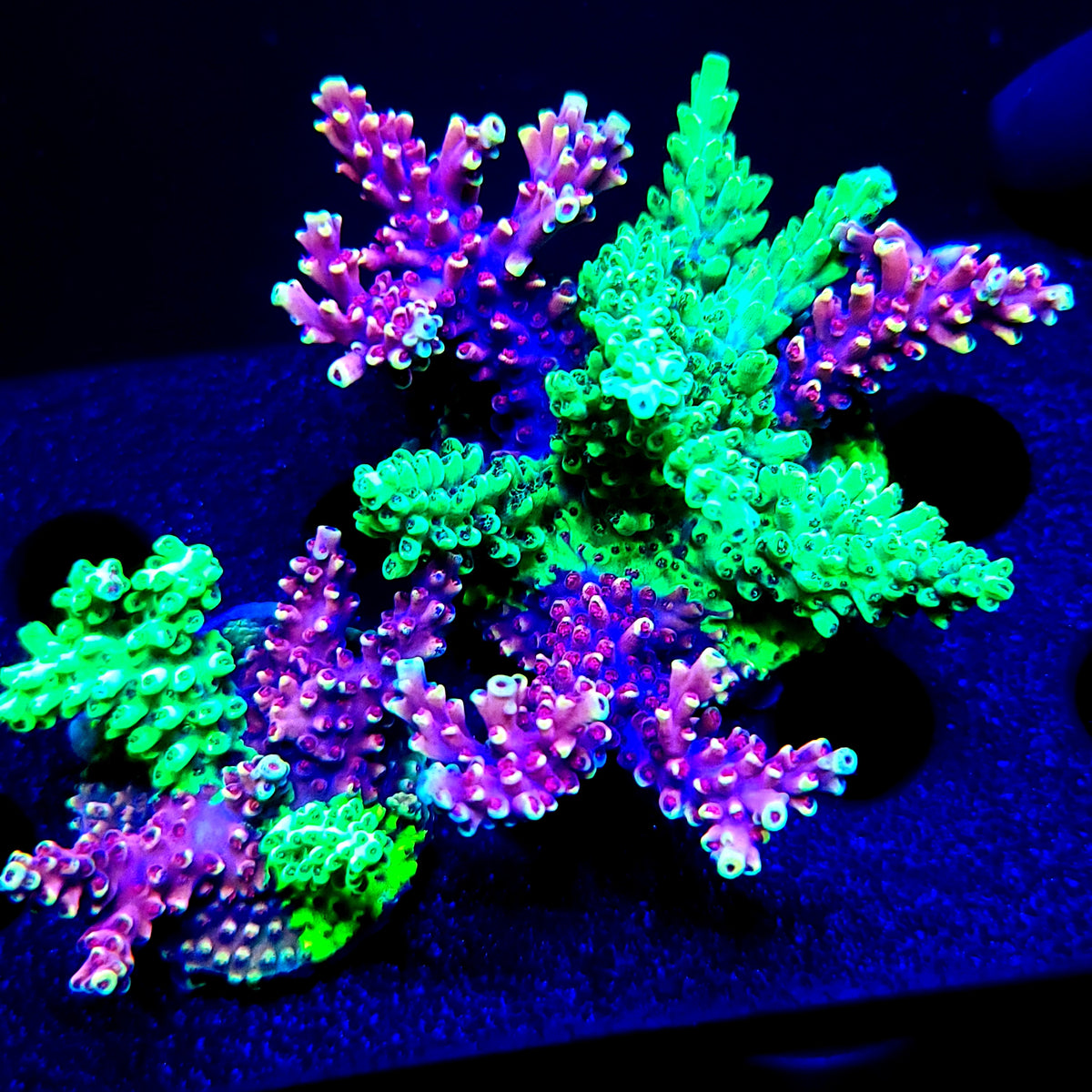 Graham's Aquaculture Grafted Zeus