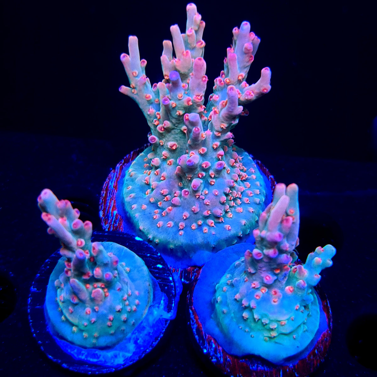 Graham's Aquaculture Diamonds & Sauce