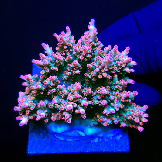 Farmer Ty Eternal Flame