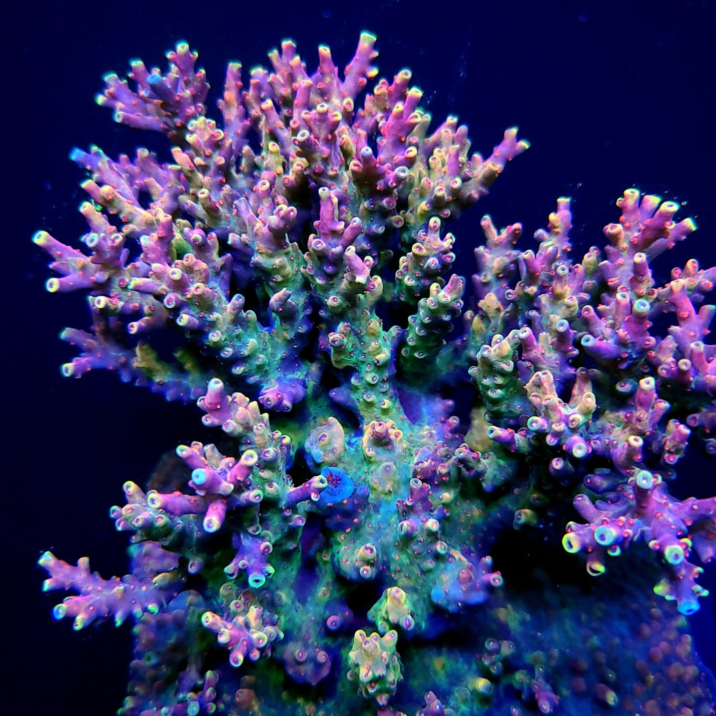 Grafted RR Red Bull