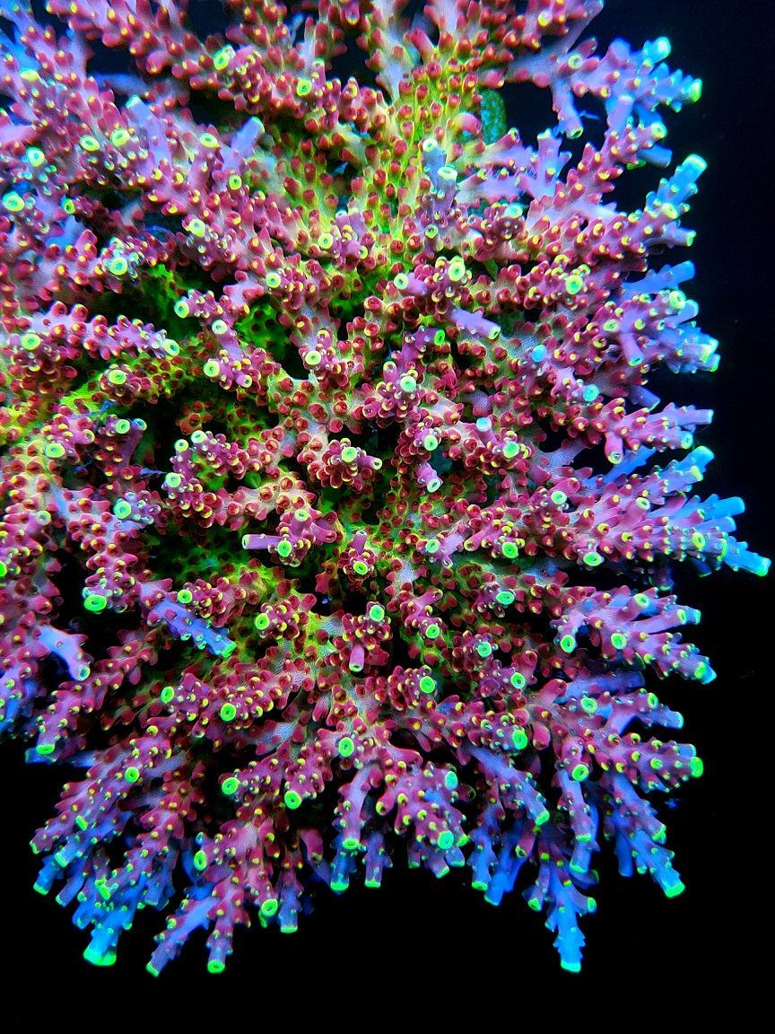 Graham's Aquaculture Arcoiris