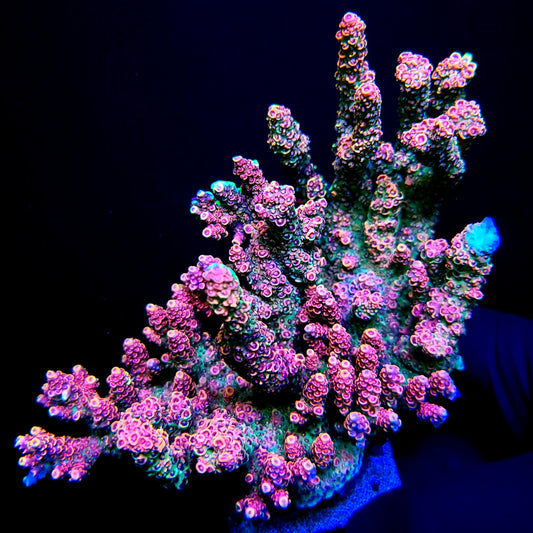 Graham's Aquaculture Bubbalicious