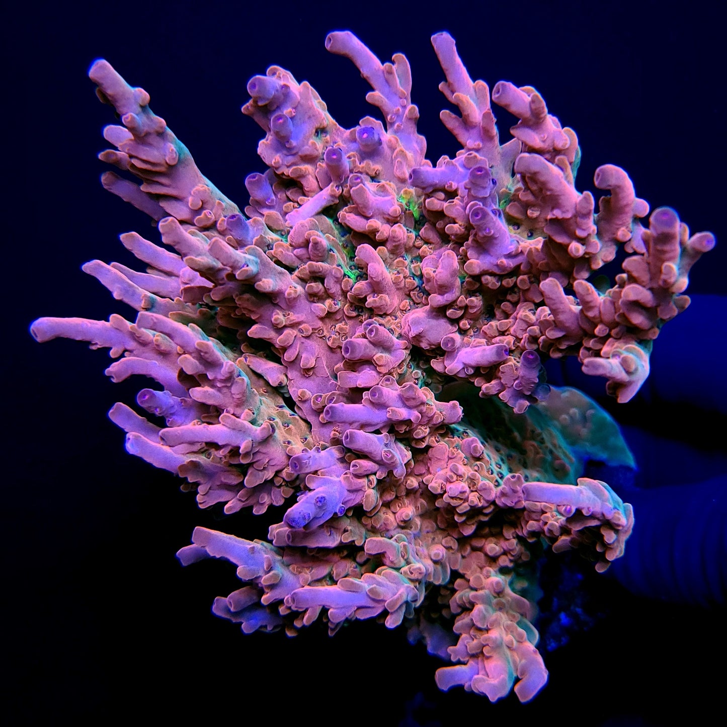 Graham's Aquaculture Cataclysm Granulosa