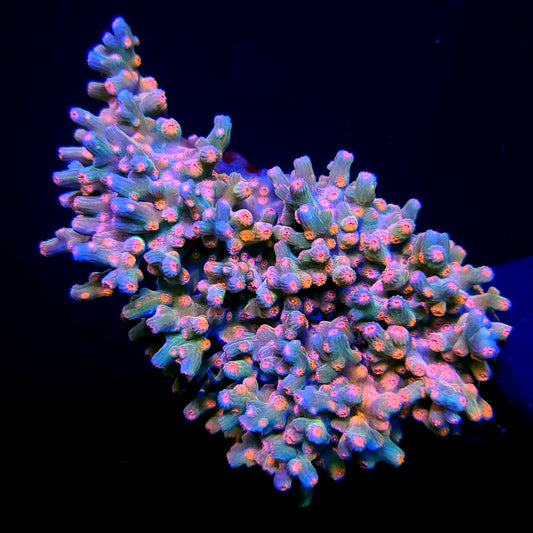 Graham's Aquaculture Chaos Cyphastrea