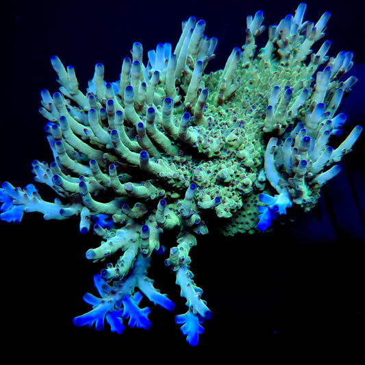 Graham's Aquaculture Deep Space Granulosa