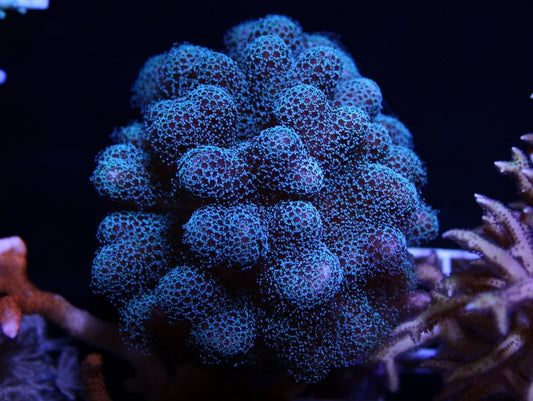 Graham's Aquaculture Electric Blue Stylo